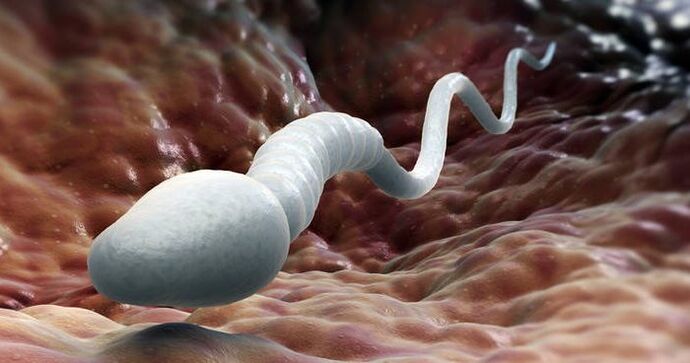 spermă